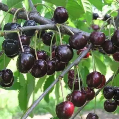 Черешня ЛЮБИМИЦА АСТАХОВА в Жлобине