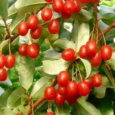 ГУМИ (ЛОХ МНОГОЦВЕТКОВЫЙ) в Жлобине