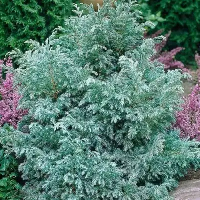 Кипарисовик БУЛЕВАРД горохоплодный в Жлобине