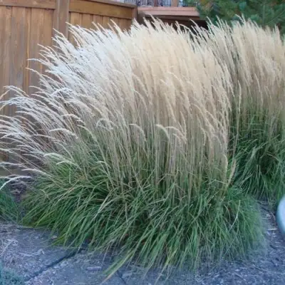 Вейник КАРЛ ФОРСТЕР остроцветковый в Жлобине