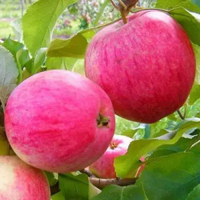 Яблоня РОЗОВЫЙ НАЛИВ в Жлобине