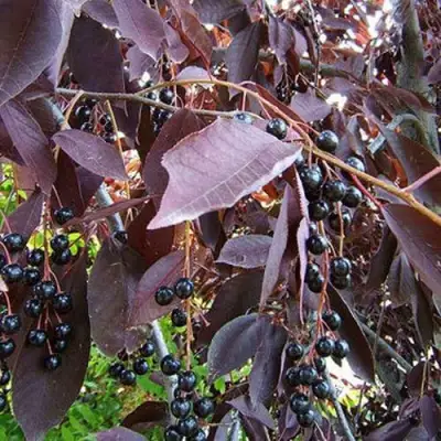 Черемуха виргинская ШУБЕРТ в Жлобине