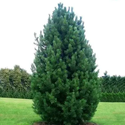 Сосна кедровая европейская в Жлобине