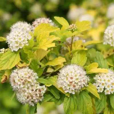 саженцы пузыреплодника ангел гол