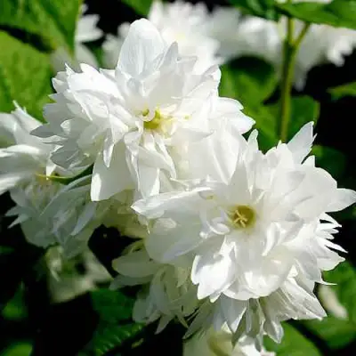 Жасмин ДАМ БЛАНШ в Жлобине