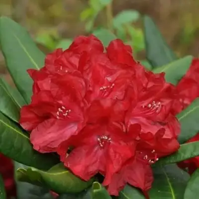 Рододендрон БУЗУКИ в Жлобине