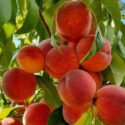 Персик ПОСОЛ МИРА в Жлобине