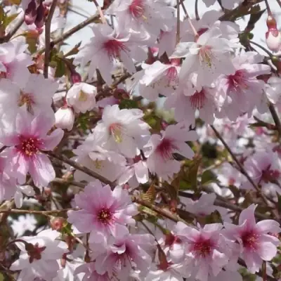 Сакура МИКИНОРИ в Жлобине