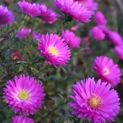 Астра КАРМИНКУППЕЛЬ в Жлобине