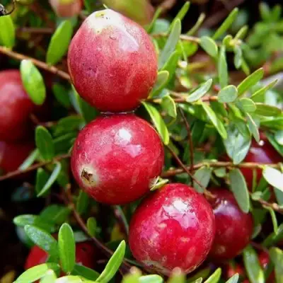 Клюква СТИВЕНС в Жлобине