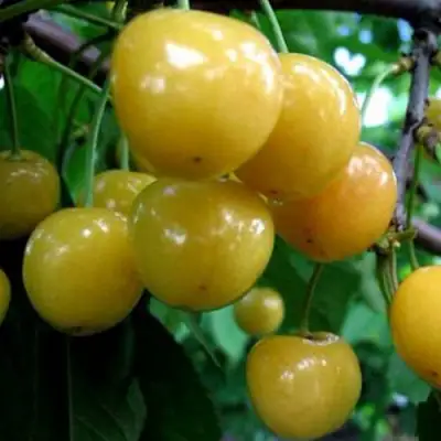 Черешня РОССОШАНСКАЯ ЗОЛОТАЯ в Жлобине