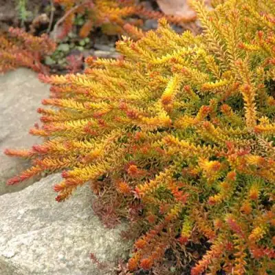 Водяника БЕРНШТЕЙН черная в Жлобине