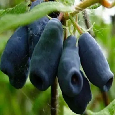 Жимолость съедобная НАРЫМСКАЯ в Жлобине