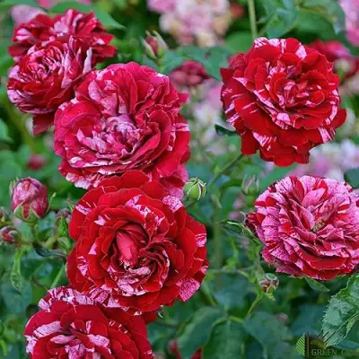 Роза ДИП ИМПРЕШН флорибунда в Жлобине