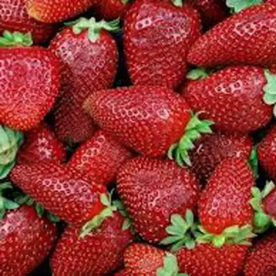 Клубника СКАЛА в Жлобине