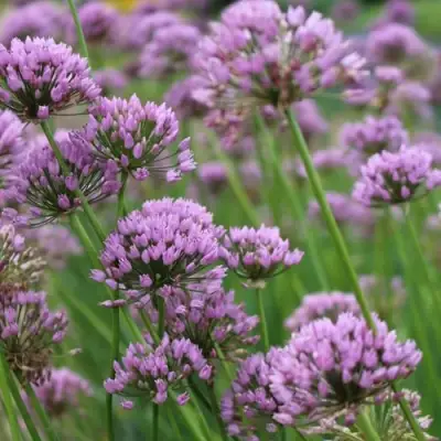 Лук угловатый в Жлобине