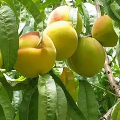 Персик СЕЯНЕЦ СТАРКА в Жлобине