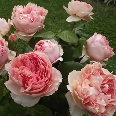 Роза ФИЛИНГ чайно-гибридная в Жлобине