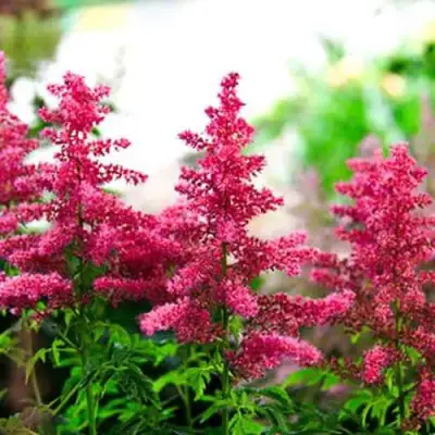 Астильба ЮНИК КАРМИН гибридная в Жлобине