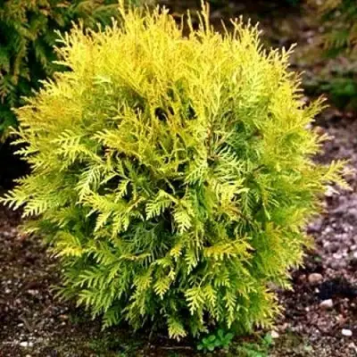 Туя ГЛОБОЗА АУРЕА западная в Жлобине