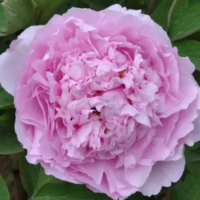 Пион ПРОЗРАЧНАЯ РОСА древовидный в Жлобине