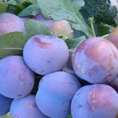 Слива НАГРАДА НЕМАНСКАЯ в Жлобине