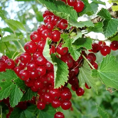 Смородина красная ГОЛЛАНДСКАЯ КРАСНАЯ в Жлобине