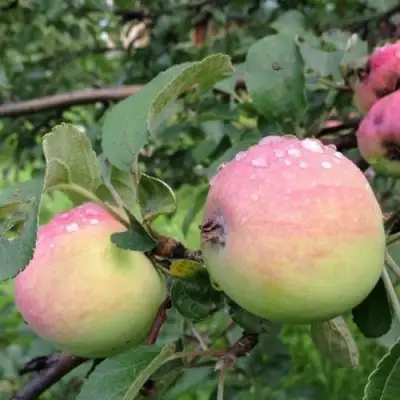 Яблоня УТРО в Жлобине