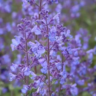 Котовник КИТ КЭТ фассена в Жлобине