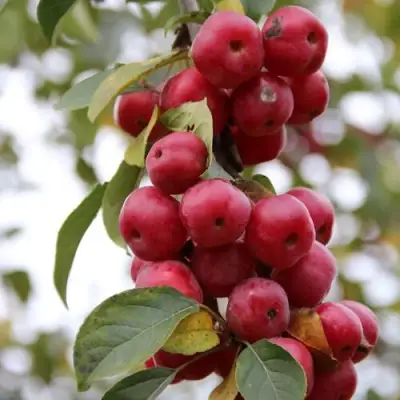 Яблоня РЕД ОБЕЛИСК колонновидная в Жлобине