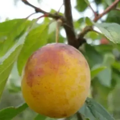 Слива ЯХОНТОВАЯ в Жлобине