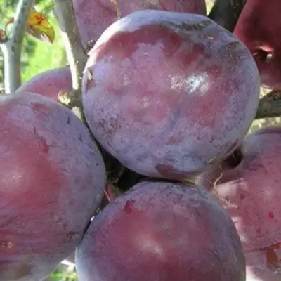 Слива ПАННА в Жлобине