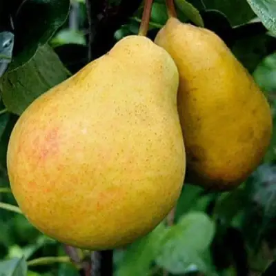 Груша ВЕЛИКАЯ ЛЕТНЯЯ (БОЛЬШАЯ ЛЕТНЯЯ) в Жлобине