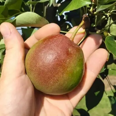 Груша КУПАЛА в Жлобине