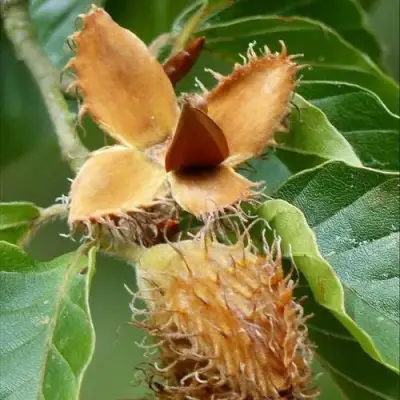 Бук обыкновенный в Жлобине