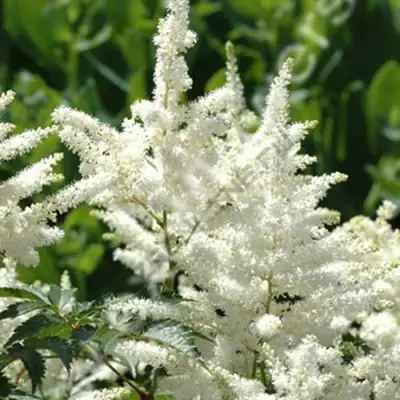 Астильба ХЭППИ ДЕЙ Арендса в Жлобине