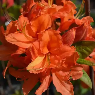 Азалия МАНДАРИН ЛАЙТС листопадная в Жлобине