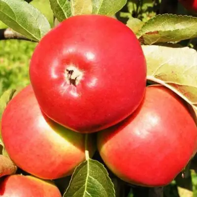 Яблоня СЯБРЫНА в Жлобине