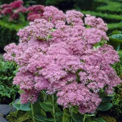 Очиток (седум) БРИЛЛИАНТ в Жлобине