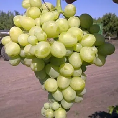 Виноград АРКАДИЯ в Жлобине