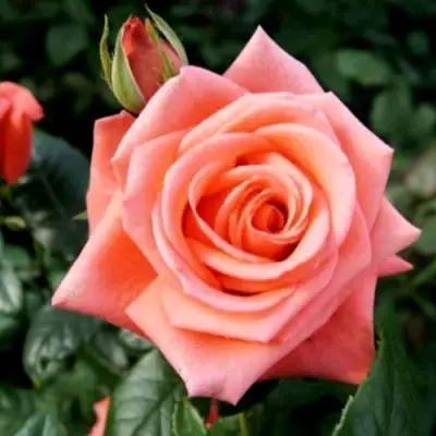 Роза ВАУ чайно-гибридная в Жлобине