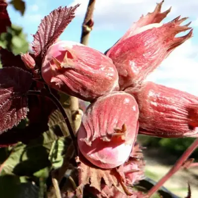 Фундук АЛЫЙ ПАРУС в Жлобине