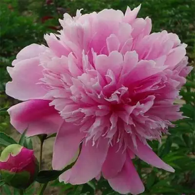 Пион ГОЛУБАЯ ХРИЗАНТЕМА травянистый в Жлобине