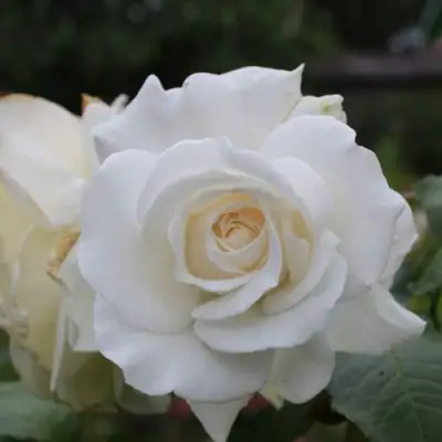 Роза АНАСТАСИЯ чайно-гибридная в Жлобине