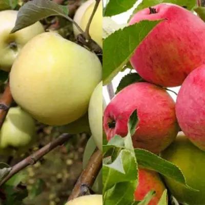 Комплект ЯБЛОЧНЫЙ ТАНДЕМ в Жлобине