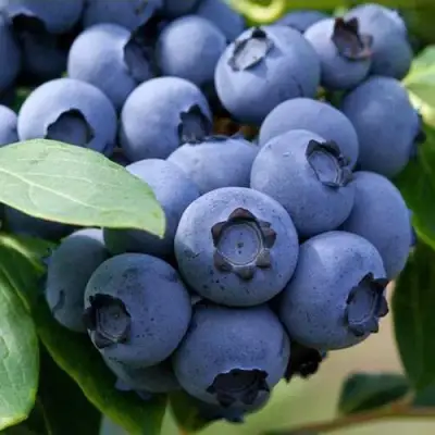 Голубика СПАРТАН в Жлобине