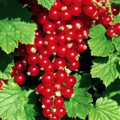 Смородина красная РЕД ЛЕЙК в Жлобине