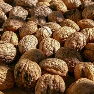 Грецкий орех ПИНСКИЙ в Жлобине