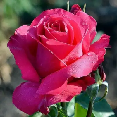 Роза ВИЕН РОУЗ чайно-гибридная в Жлобине