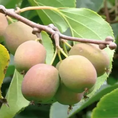 Актинидия ГИБРИДНАЯ КОЛБАСИНОЙ в Жлобине